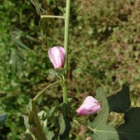 Urena lobata subsp. sinuata (L.) Borss.Waalk.